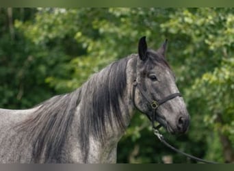 Nórico, Caballo castrado, 3 años, 160 cm