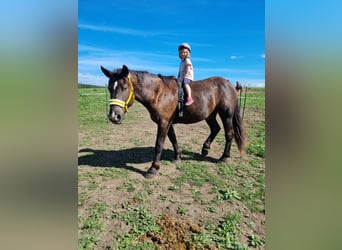 Nórico, Caballo castrado, 3 años, 163 cm, Negro