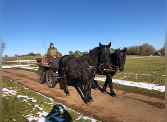 Nórico, Caballo castrado, 3 años, 163 cm, Tordillo negro