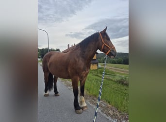 Nórico, Caballo castrado, 3 años, 164 cm, Castaño oscuro