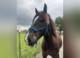 Nórico, Caballo castrado, 3 años, 165 cm, Negro