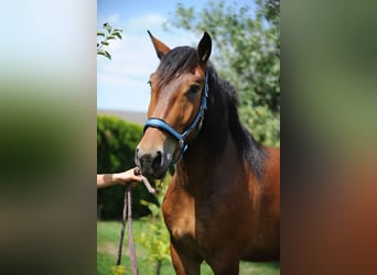 Nórico, Caballo castrado, 3 años, 167 cm, Castaño