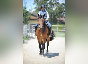Nórico, Caballo castrado, 3 años, 167 cm, Castaño