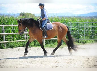 Nórico, Caballo castrado, 3 años, 167 cm, Castaño