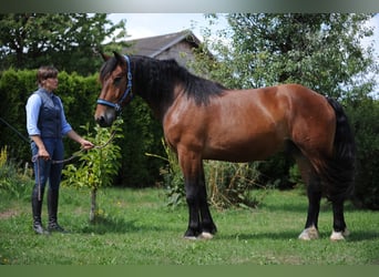 Nórico, Caballo castrado, 3 años, 167 cm, Castaño