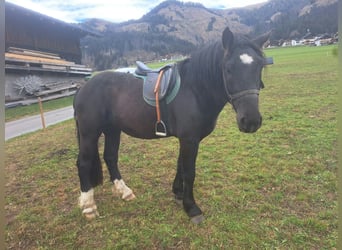 Nórico, Caballo castrado, 3 años