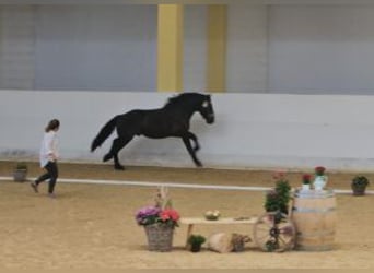 Nórico, Caballo castrado, 3 años, Negro