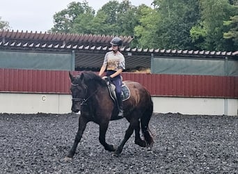 Nórico, Caballo castrado, 3 años, Negro