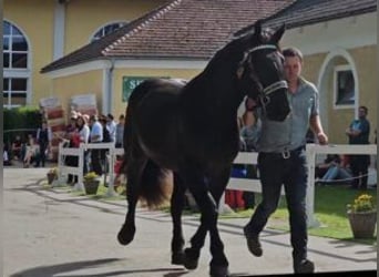 Nórico, Caballo castrado, 3 años, Negro