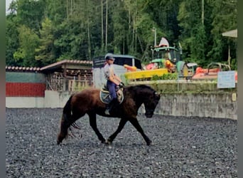 Nórico, Caballo castrado, 3 años, Negro