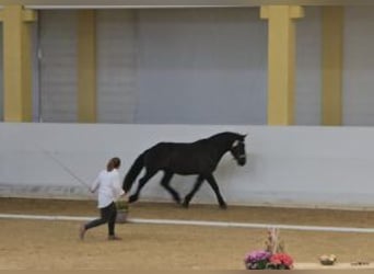 Nórico, Caballo castrado, 3 años, Negro