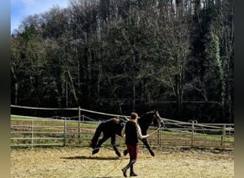 Nórico, Caballo castrado, 3 años, Negro