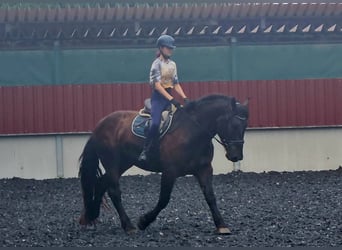 Nórico, Caballo castrado, 3 años, Negro