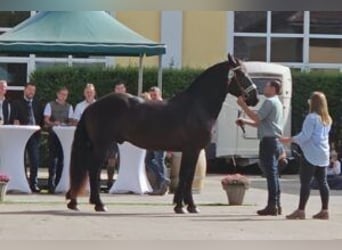 Nórico, Caballo castrado, 3 años, Negro