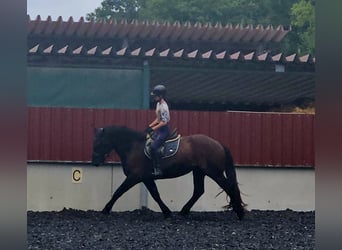 Nórico, Caballo castrado, 3 años, Negro