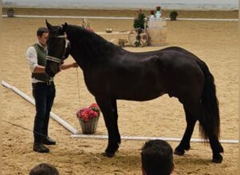 Nórico, Caballo castrado, 3 años, Negro