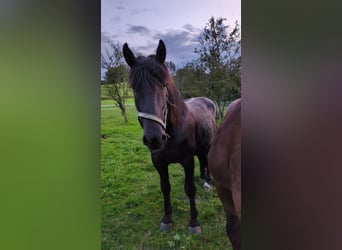 Nórico, Caballo castrado, 3 años, Negro