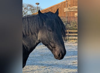 Nórico, Caballo castrado, 3 años, Tordillo negro