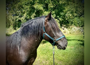 Nórico, Caballo castrado, 4 años, 150 cm, Castaño oscuro