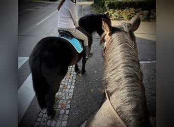 Nórico, Caballo castrado, 4 años, 150 cm, Castaño oscuro