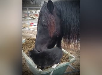 Nórico, Caballo castrado, 4 años, 150 cm, Castaño oscuro