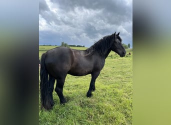 Nórico, Caballo castrado, 4 años, 158 cm, Negro