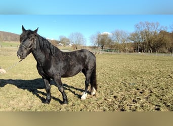 Nórico, Caballo castrado, 4 años, 159 cm, Negro