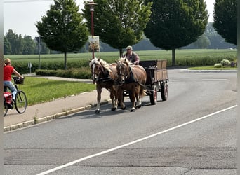 Nórico, Caballo castrado, 4 años, 160 cm, Alazán