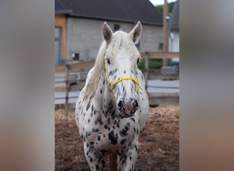 Nórico, Caballo castrado, 4 años, 160 cm, Atigrado/Moteado