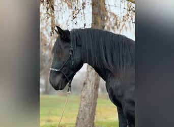 Nórico, Caballo castrado, 4 años, 160 cm, Negro