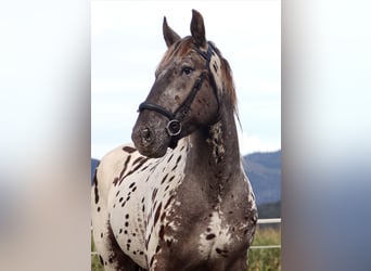 Nórico, Caballo castrado, 4 años, 162 cm, Atigrado/Moteado