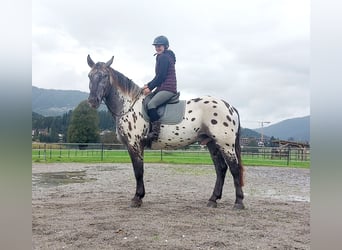 Nórico, Caballo castrado, 4 años, 162 cm, Atigrado/Moteado