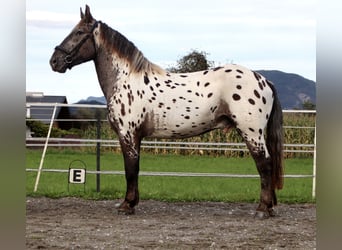 Nórico, Caballo castrado, 4 años, 162 cm, Atigrado/Moteado