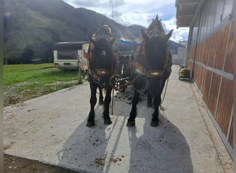 Nórico, Caballo castrado, 4 años, 162 cm