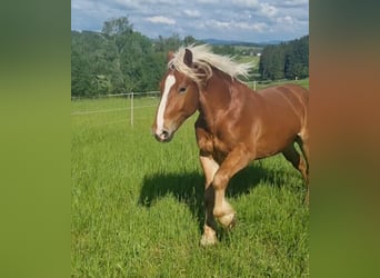 Nórico, Caballo castrado, 4 años, 163 cm, Alazán