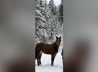Nórico, Caballo castrado, 4 años, 163 cm, Castaño