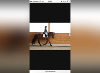 Nórico, Caballo castrado, 4 años, 163 cm, Castaño