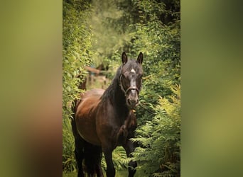 Nórico, Caballo castrado, 4 años, 164 cm, Negro