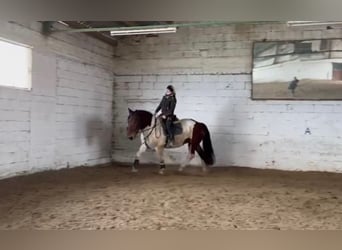 Nórico, Caballo castrado, 4 años, 164 cm, Pío