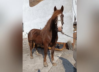 Nórico, Caballo castrado, 4 años, 165 cm, Alazán
