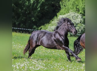 Nórico, Caballo castrado, 4 años, 165 cm, Negro