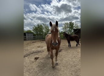 Nórico, Caballo castrado, 4 años, 168 cm, Alazán