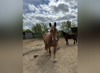 Nórico, Caballo castrado, 4 años, 168 cm, Alazán