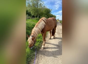 Nórico, Caballo castrado, 4 años, 168 cm, Alazán