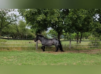 Nórico, Caballo castrado, 4 años