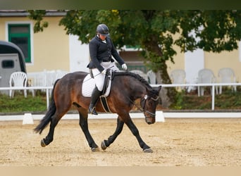 Nórico, Caballo castrado, 4 años, Castaño oscuro