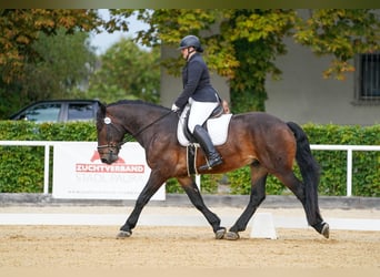 Nórico, Caballo castrado, 4 años, Castaño oscuro