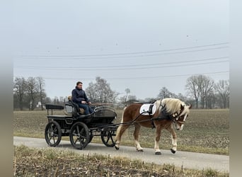 Nórico, Caballo castrado, 5 años, 162 cm, Alazán