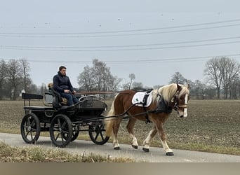 Nórico, Caballo castrado, 5 años, 162 cm, Alazán