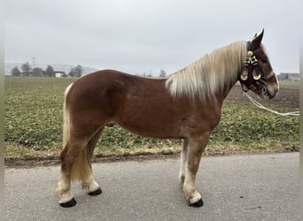 Nórico, Caballo castrado, 5 años, 162 cm, Alazán